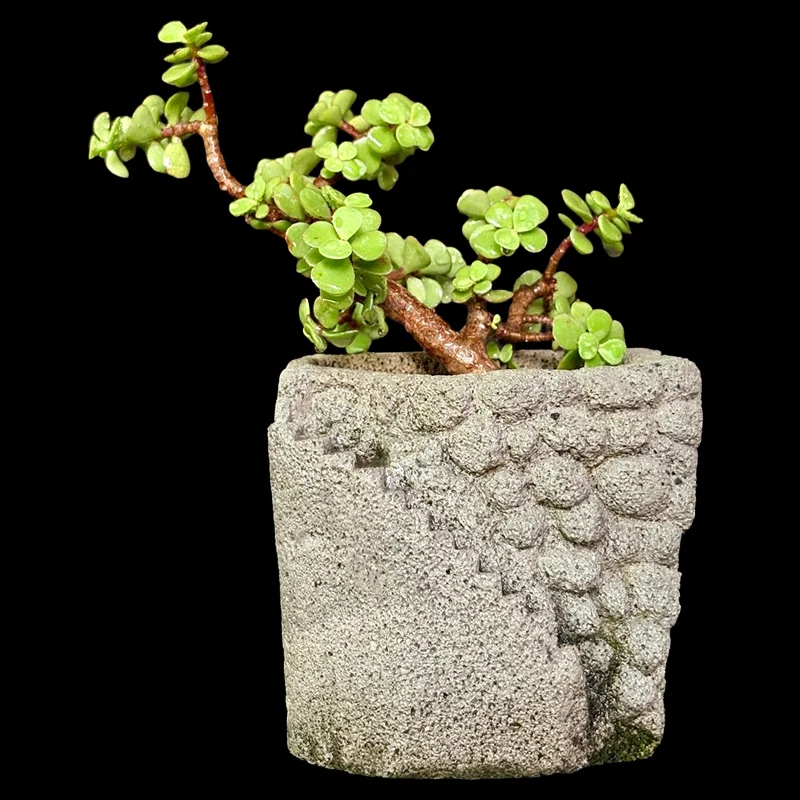 PORTULAKARIA AFRA (JADE)